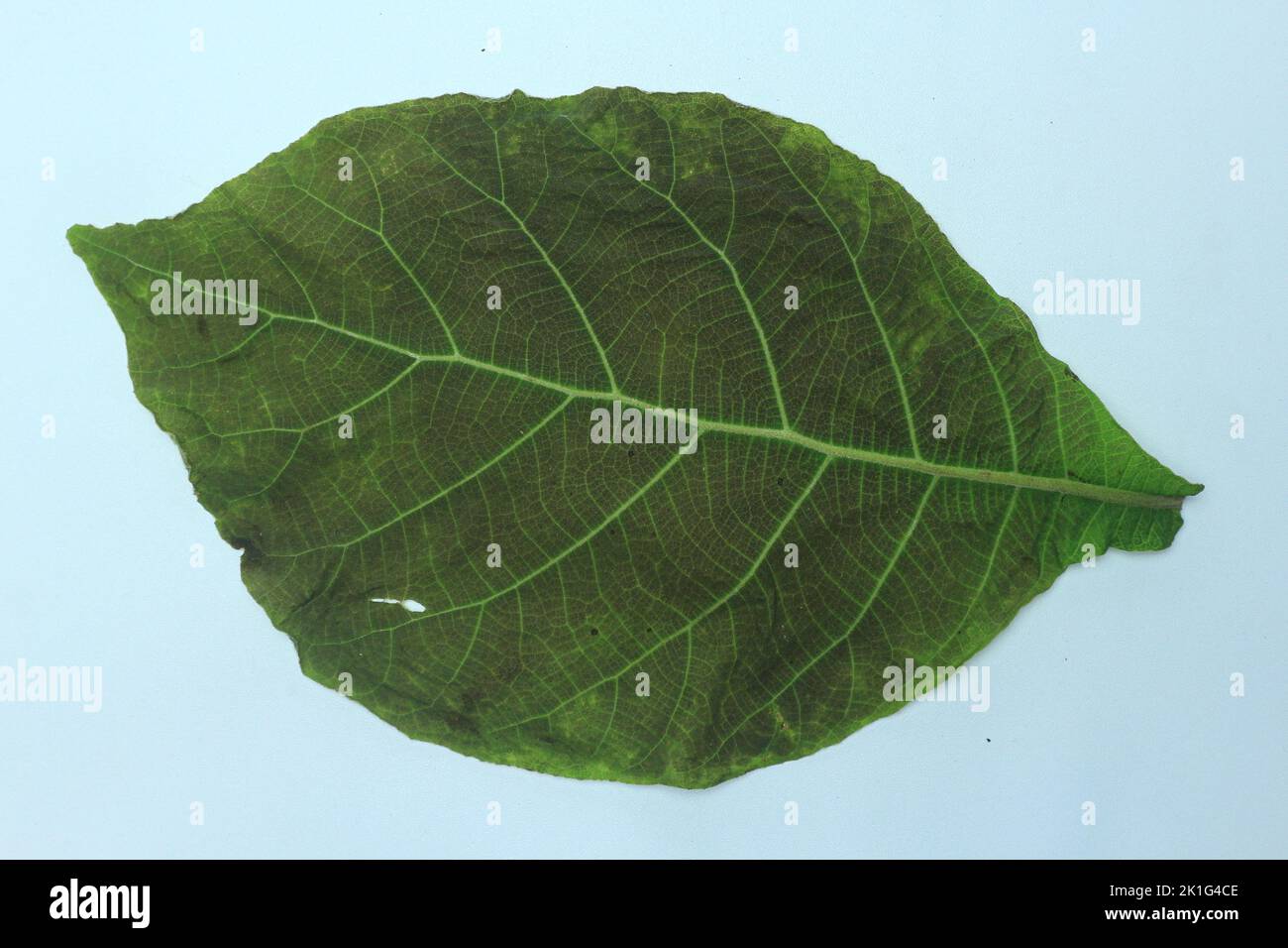 Green teak leaf isolated on white background Stock Photo - Alamy
