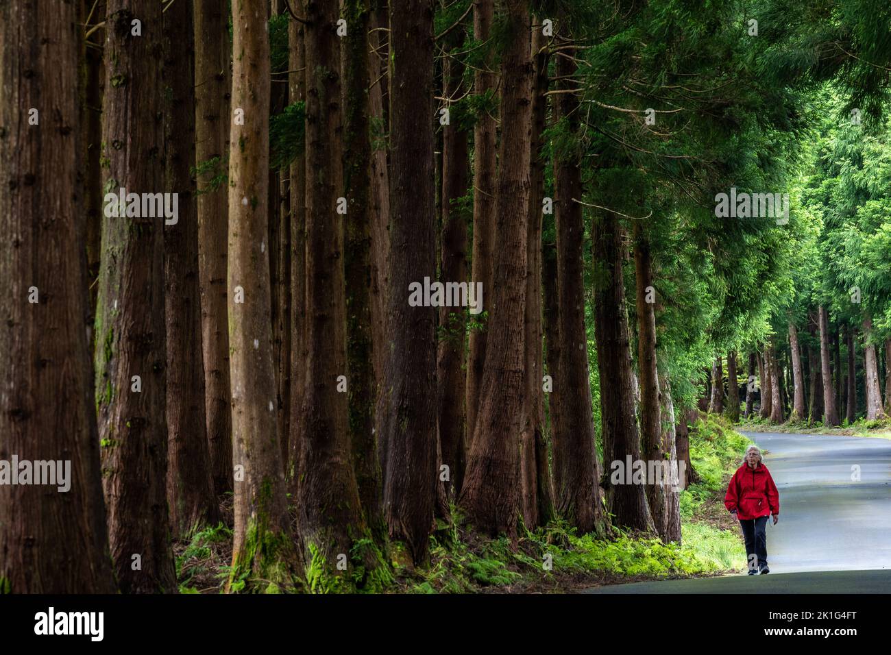 A woman walk past giant Japanese cedar trees in the Reserva Florestal Parcial da Serra de S. Barbara e dos Misterios Negros nature park in Terceira Island, Azores, Portugal. More than 22 percent of the land on Terceira Island is set aside as nature preserves. Stock Photo