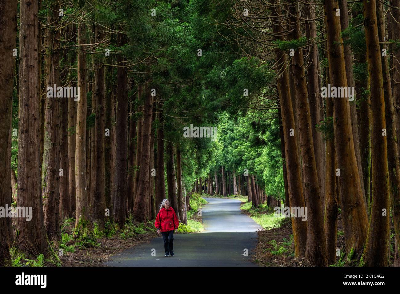 A woman walk past giant Japanese cedar trees in the Reserva Florestal Parcial da Serra de S. Barbara e dos Misterios Negros nature park in Terceira Island, Azores, Portugal. More than 22 percent of the land on Terceira Island is set aside as nature preserves. Stock Photo