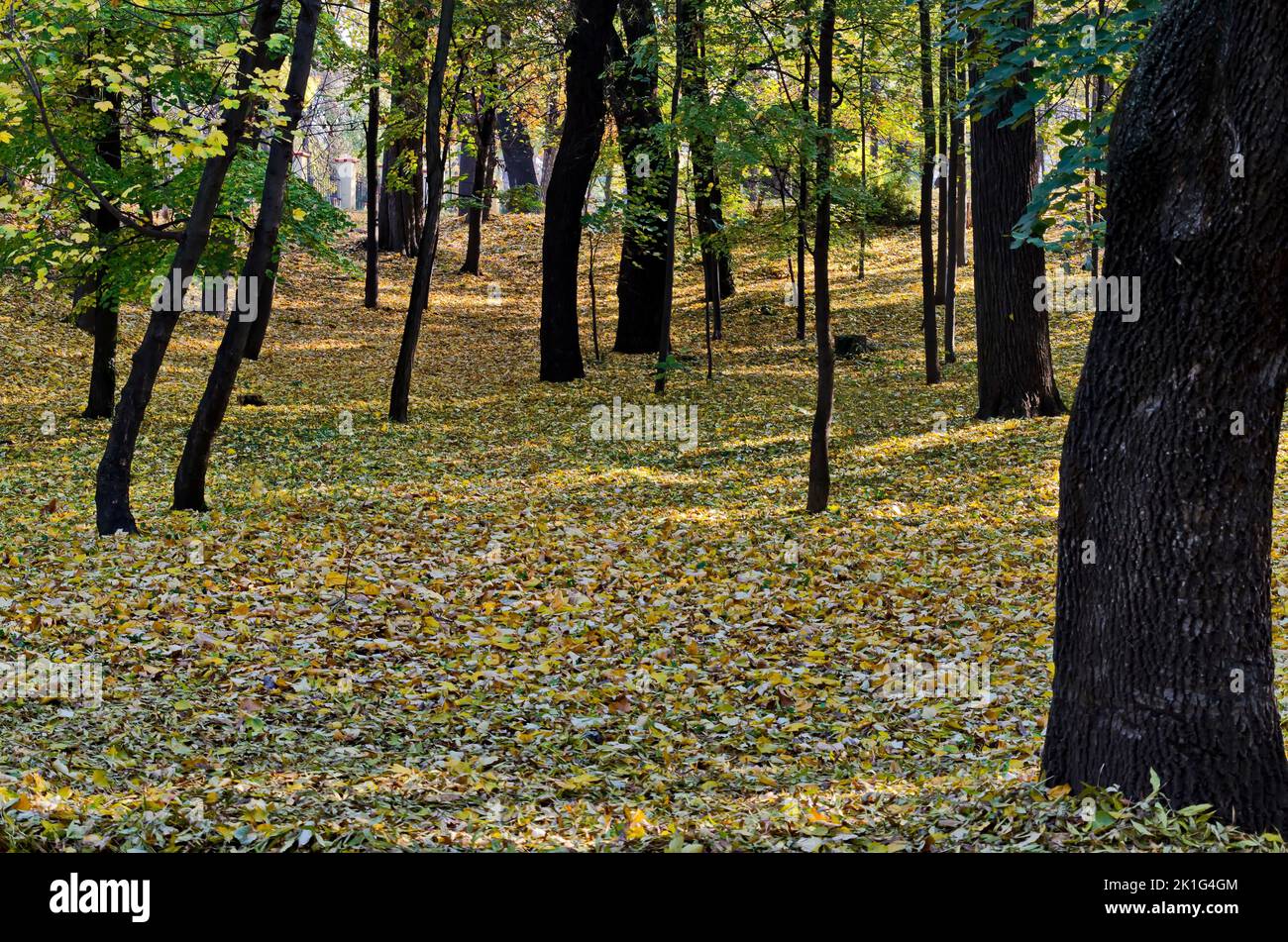 A colorful autumn forest with beautiful branching trees with lots of yellow, green and brown leaves, some of which covered the ground profusely, Sofia Stock Photo
