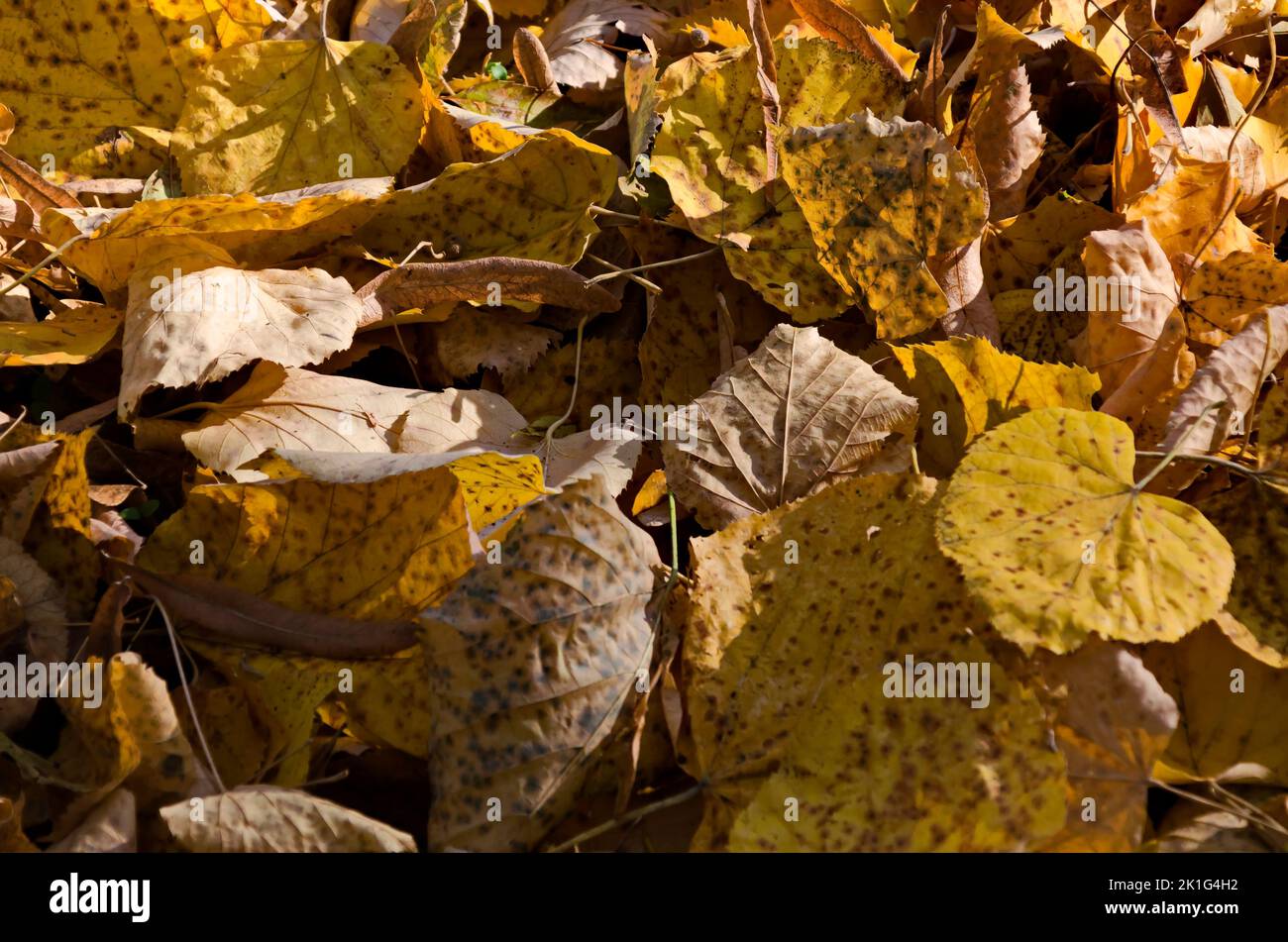Background of fallen yellow leaves in an autumn forest, Sofia, Bulgaria Stock Photo