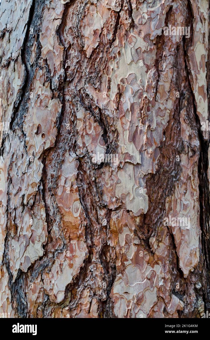 Close-up of a pine tree showing details of rough bark, Sofia, Bulgaria Stock Photo