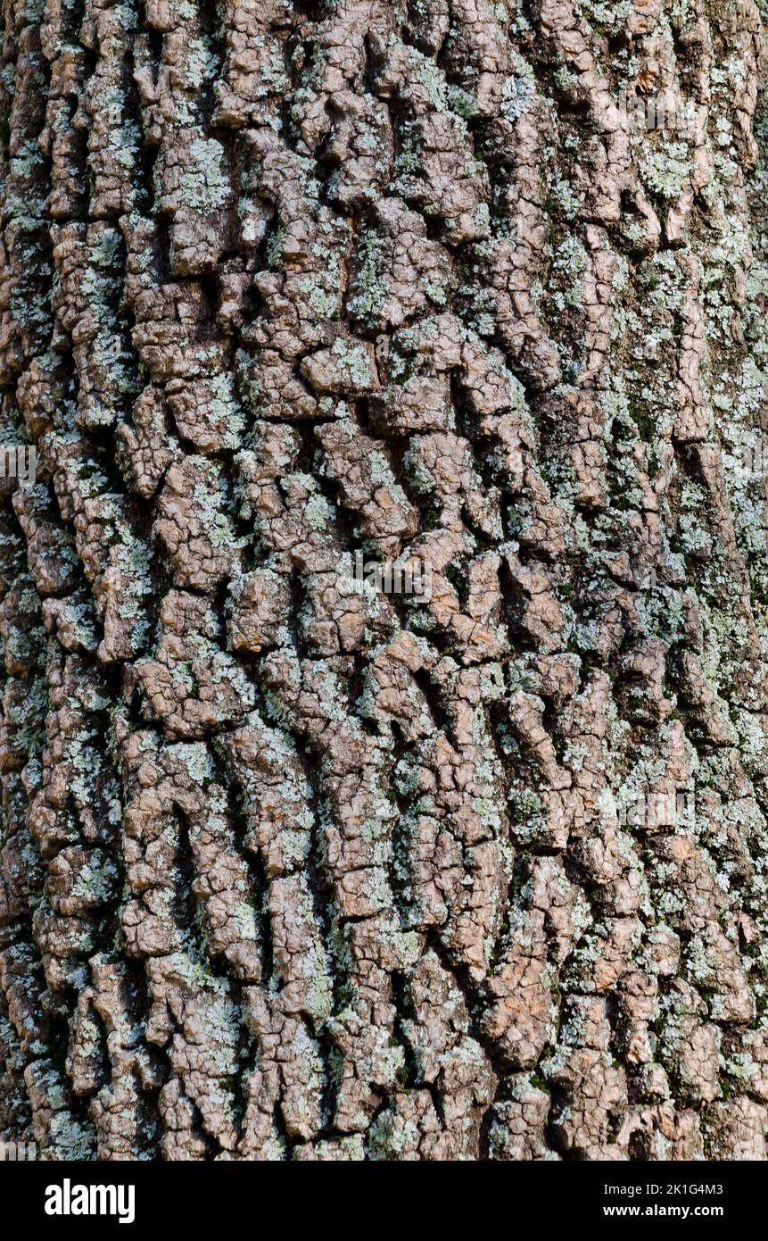 Close-up of a oak tree showing details of rough bark, Sofia, Bulgaria Stock Photo