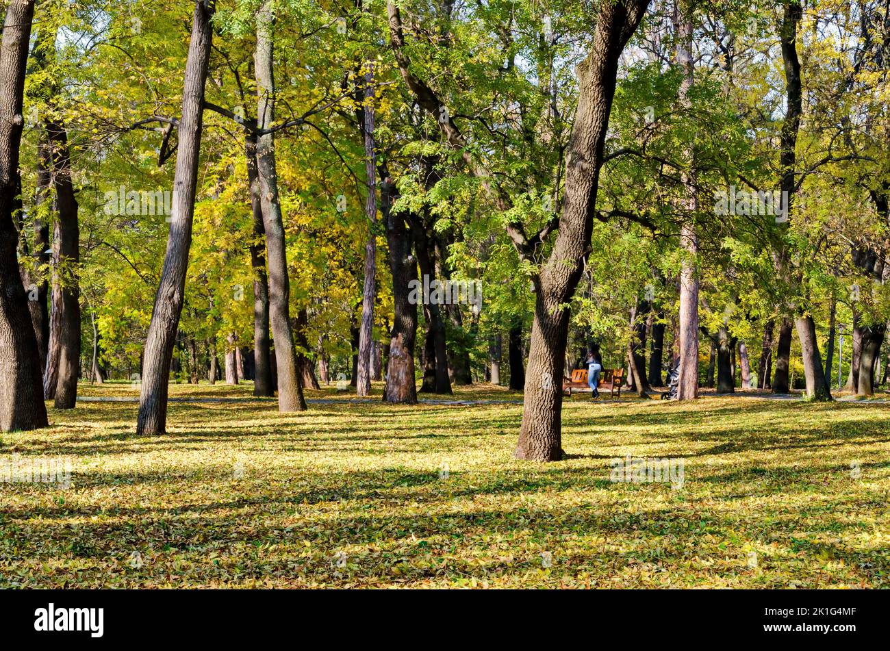 A colorful autumn forest with beautiful branching trees with many yellow, green and brown leaves Stock Photo