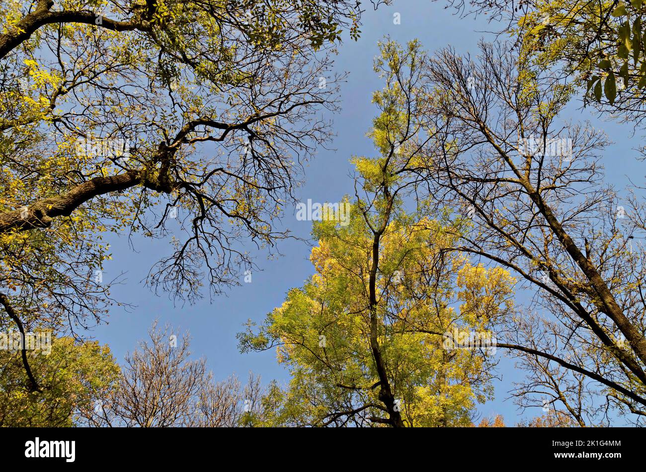 View of the tops of a colorful autumn forest with beautiful branched trees with lots of yellow, green and brown leaves, Sofia, Bulgaria Stock Photo
