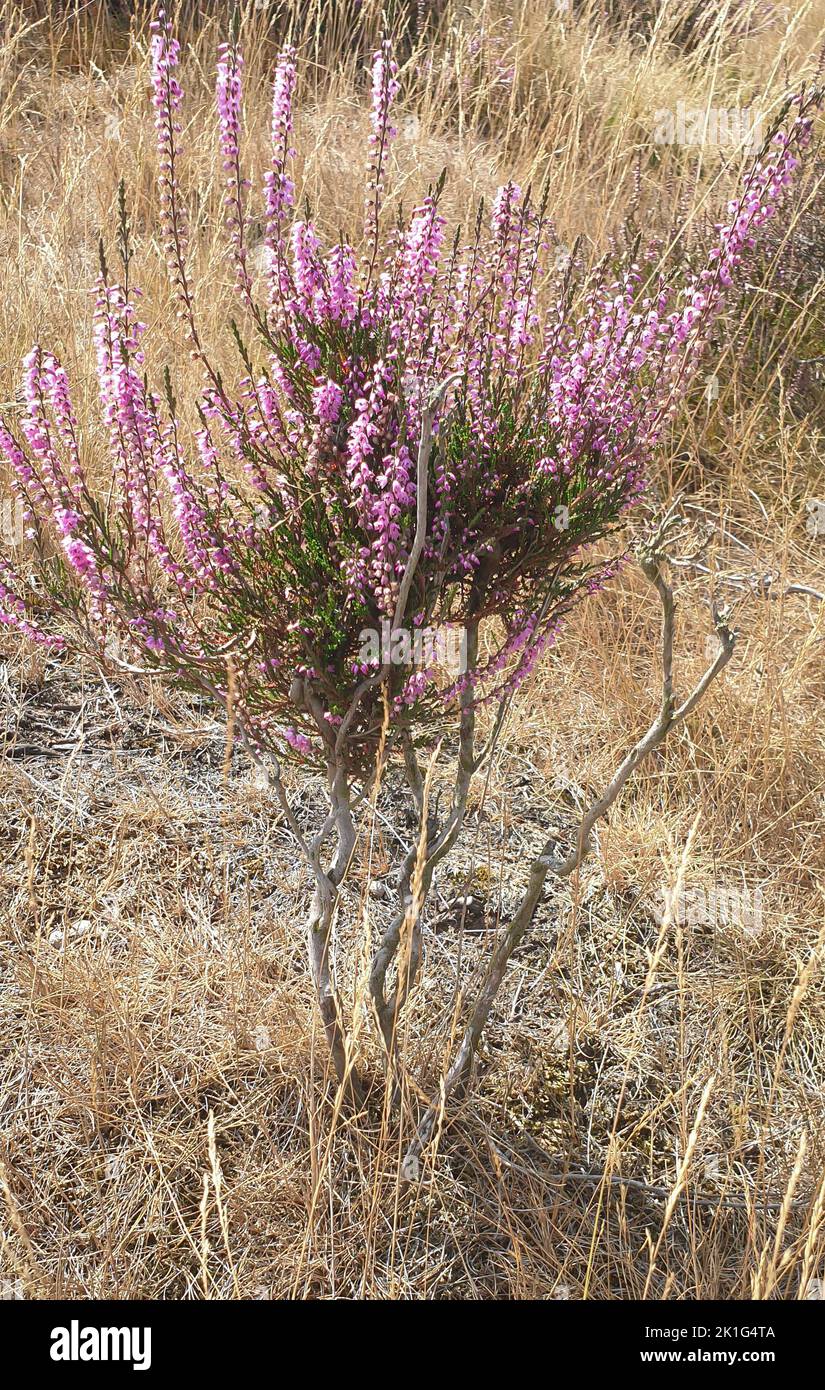 Purple flowering heather plant in a nature area Stock Photo