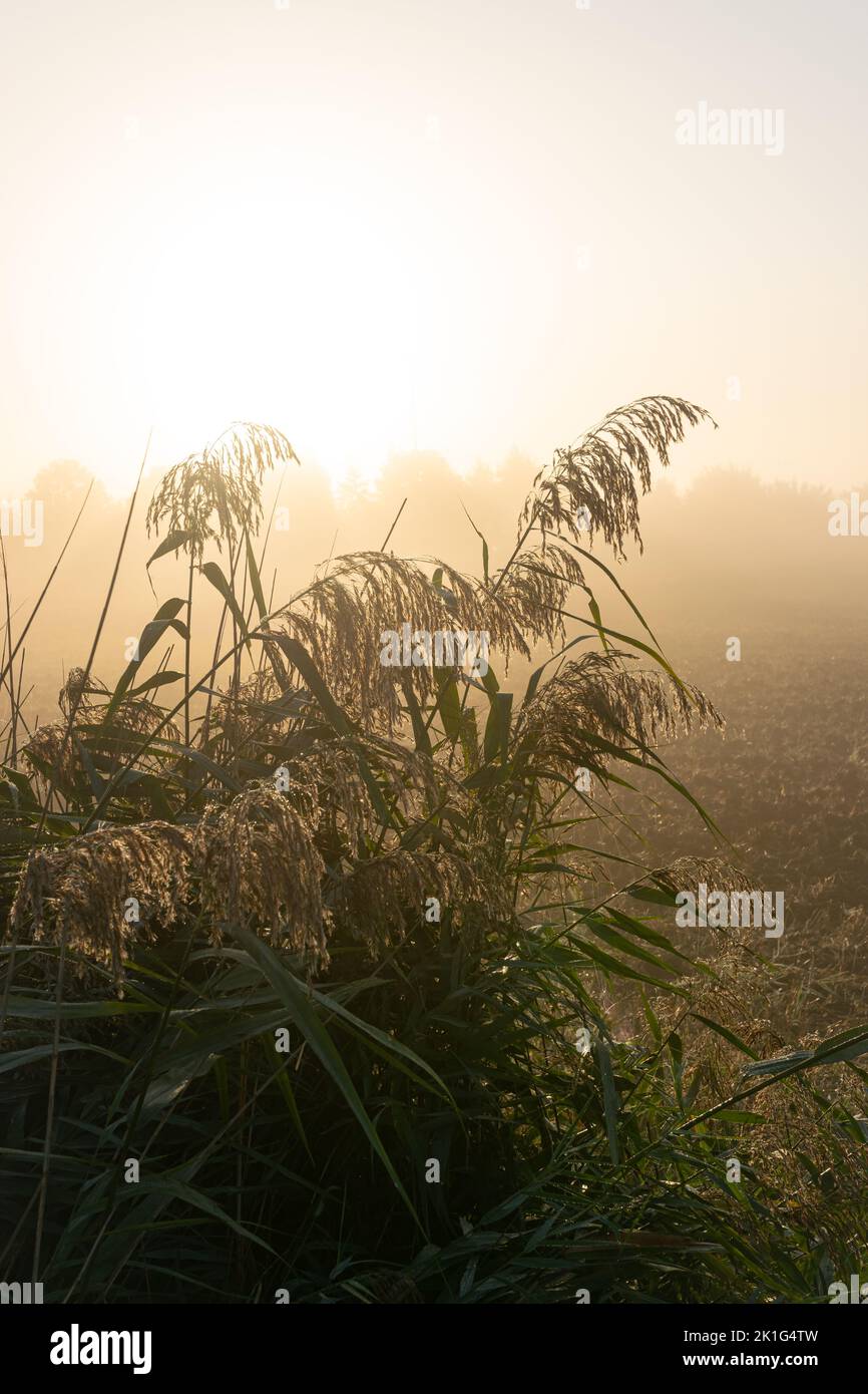 Reed plumes on an autumn morning where the sun breaks through the fog Stock Photo
