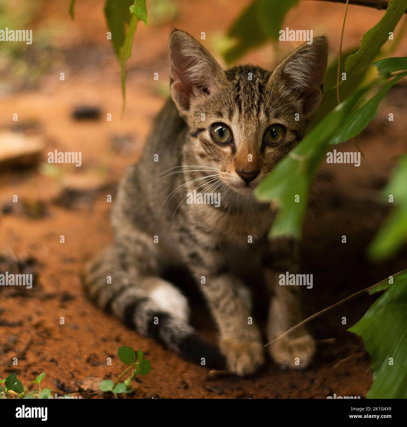 A closeup of a cat trying to hide behind a plant in a garden Stock Photo