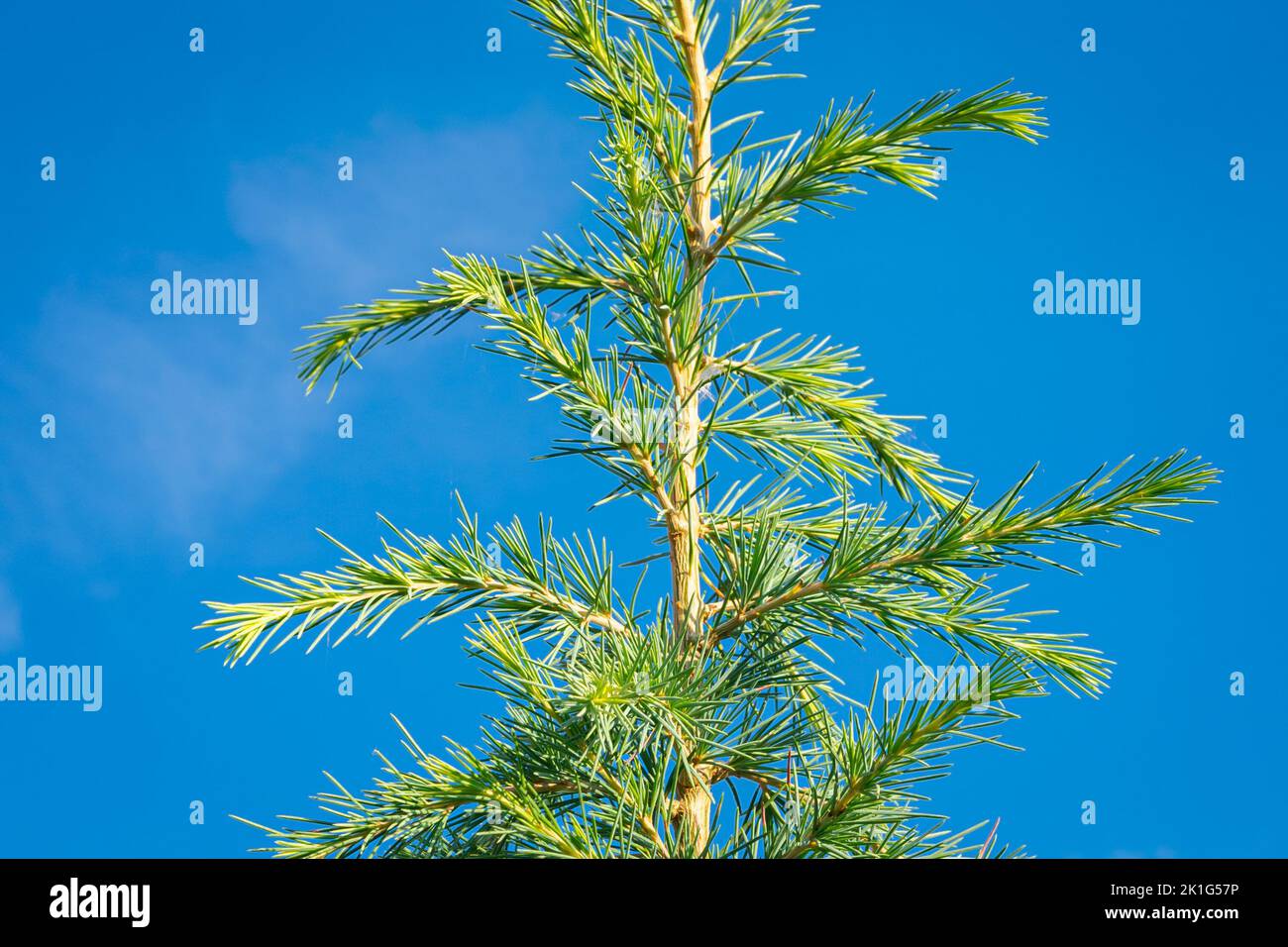 Branches with green-blue needles of a Lebanese cedar (Cedrus libani) tree Stock Photo