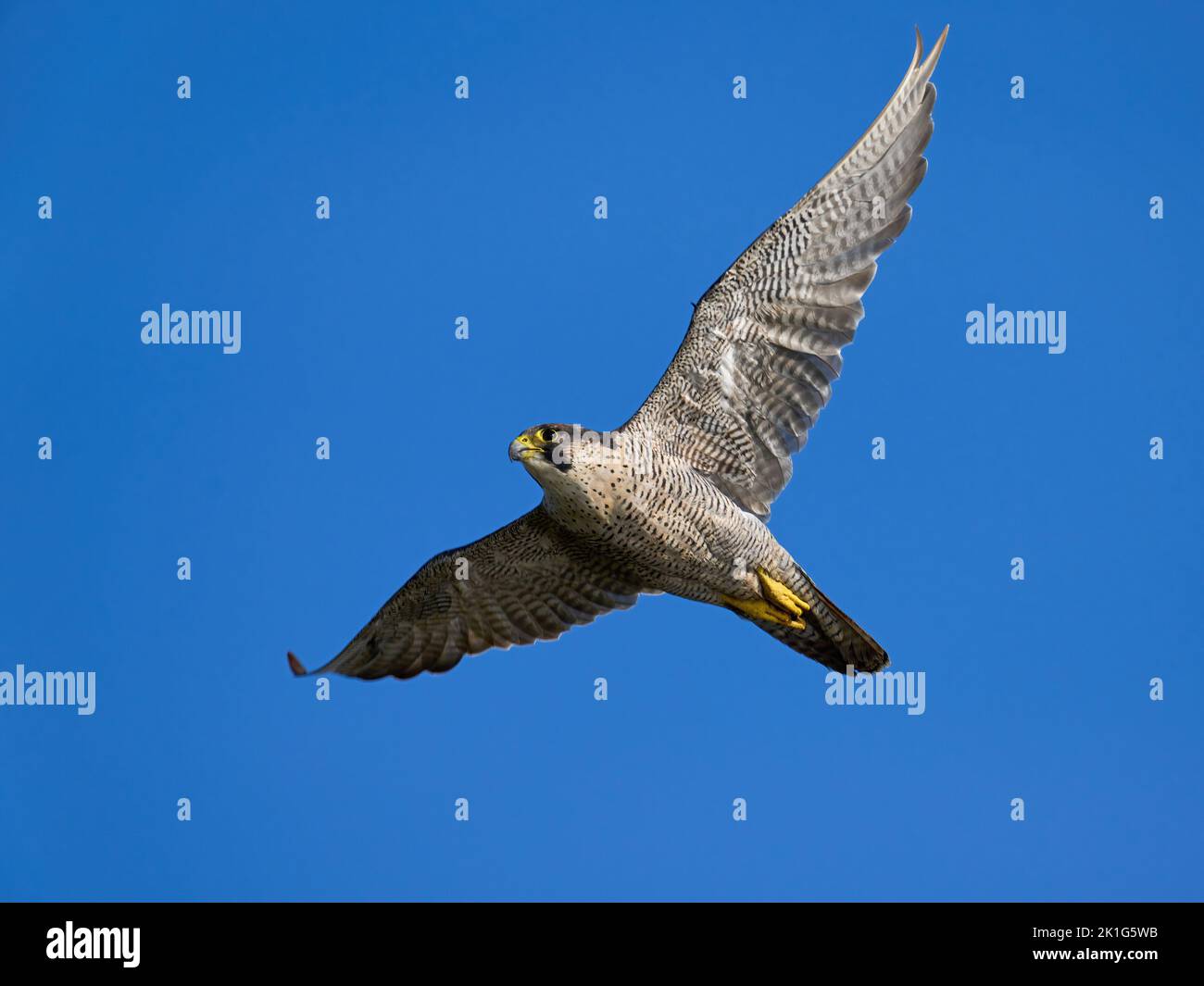 Peregrine falcon (Falco peregrinus) in its natural environment Stock Photo