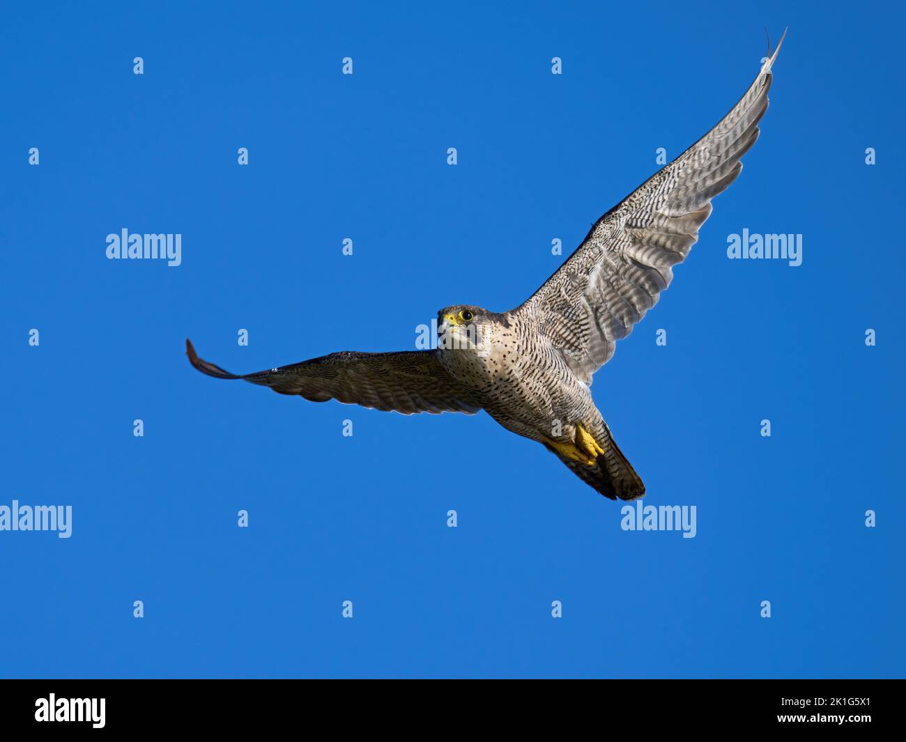 Peregrine falcon (Falco peregrinus) in its natural environment Stock Photo