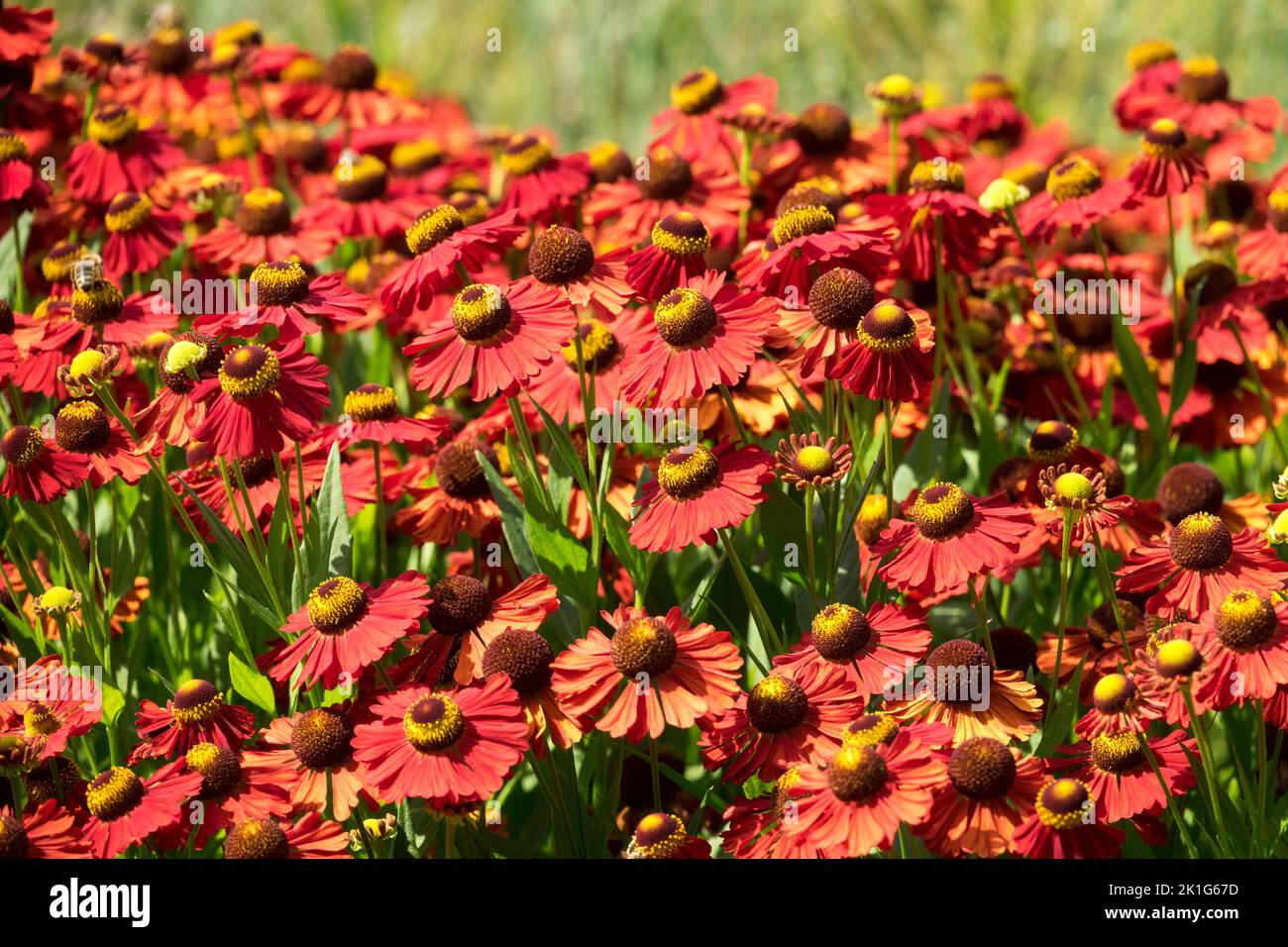 Helenium 'Red Velvet', Plant, Red Helenium, Helens flower, Heleniums, Plants Stock Photo