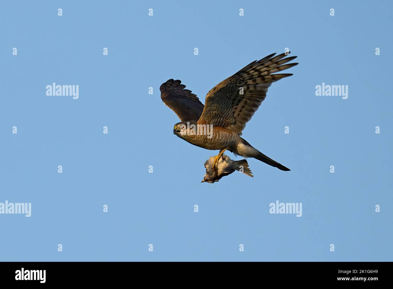 Eurasian sparrowhawk in flight with prey in its talons Stock Photo