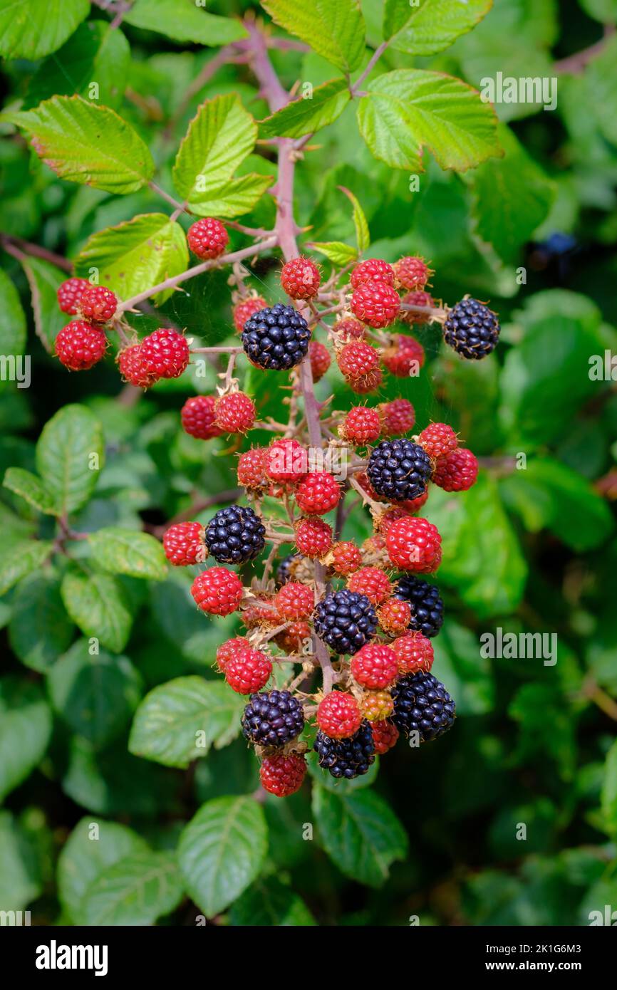 Blackberries Ripening in the Hedgerow Stock Photo