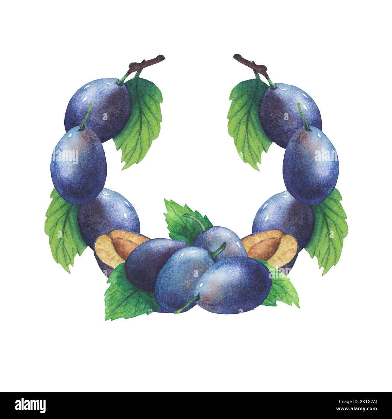 Hand drawn watercolor plum and leaves isolated on white background ...