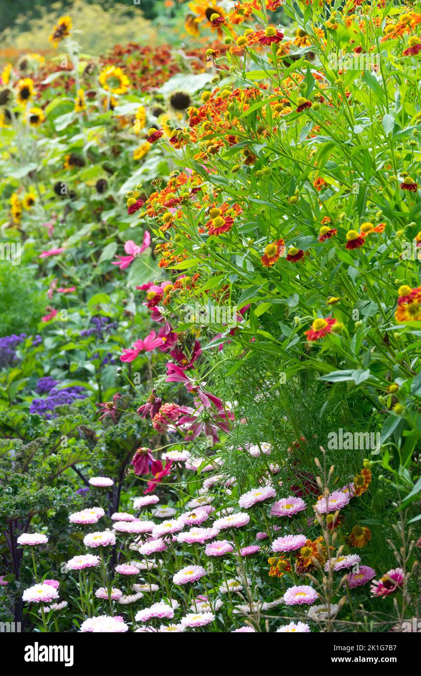 Colourful perennial summer flower bed border Helenium China Aster in Garden flowers Stock Photo