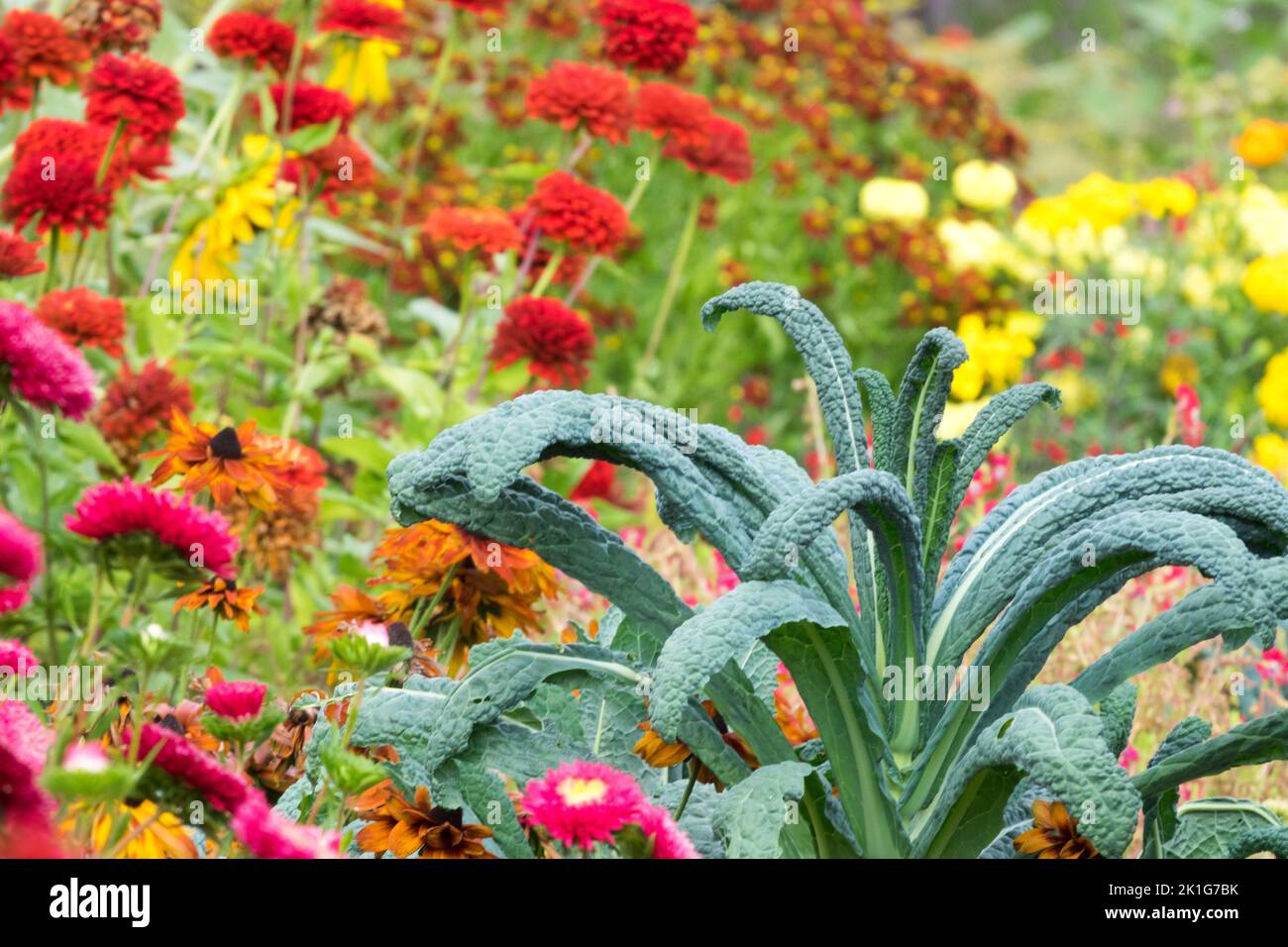 Kale, Plant, Brassica oleracea acephala, Flower bed, Colourful, Bed, Zinnias August Stock Photo