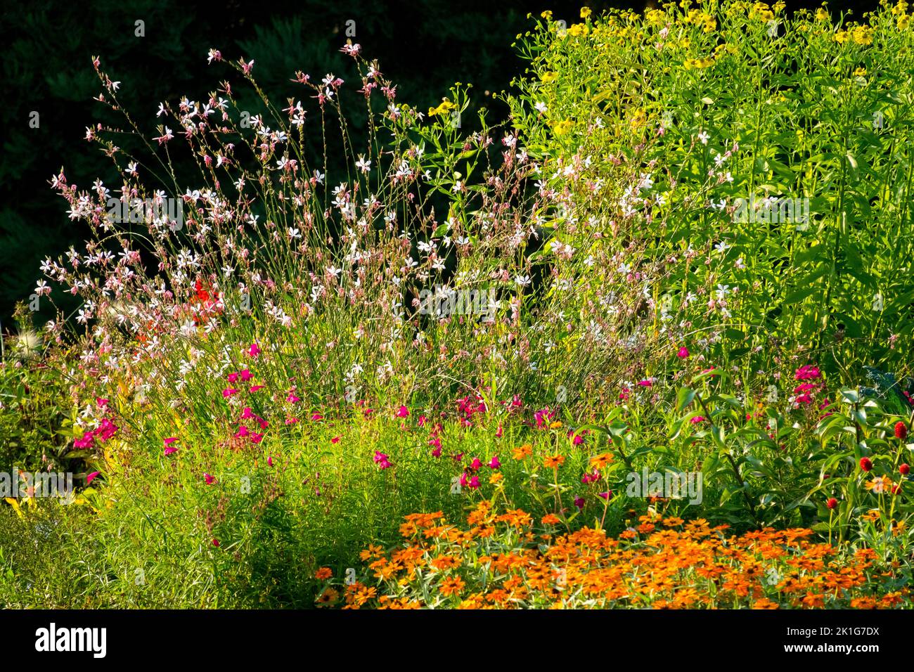 Gaura lindheimeri in garden flower bed Zinnias orange white mixed Herbaceous border Stock Photo