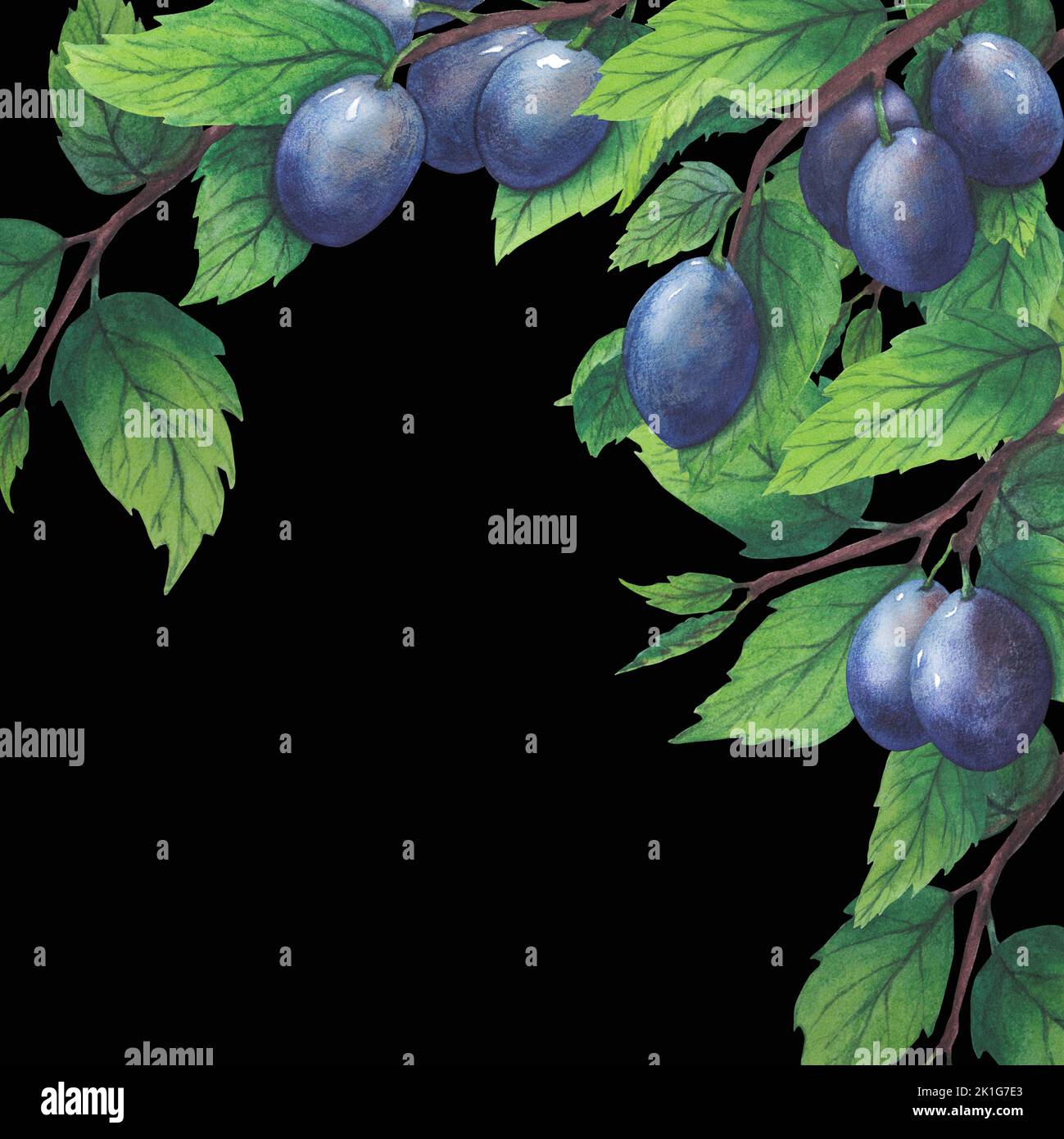 Hand drawn watercolor plum and leaves isolated on white background ...