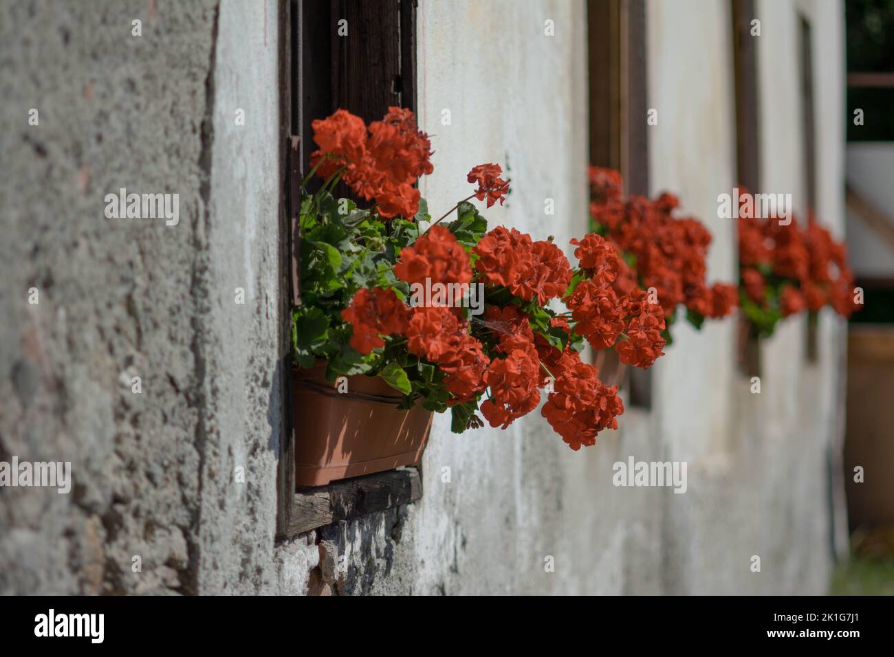 Windows with flowers on the window sills Stock Photo Alamy
