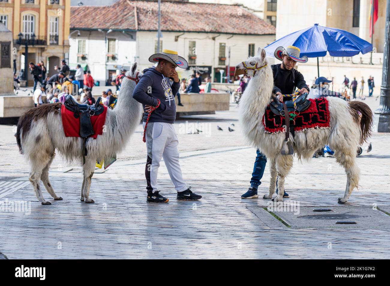 Alpacas in town square in Bogota, Colombia Stock Photo