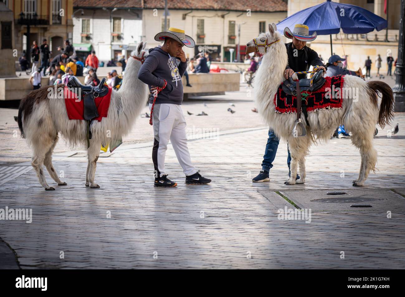Alpacas in town square in Bogota, Colombia Stock Photo