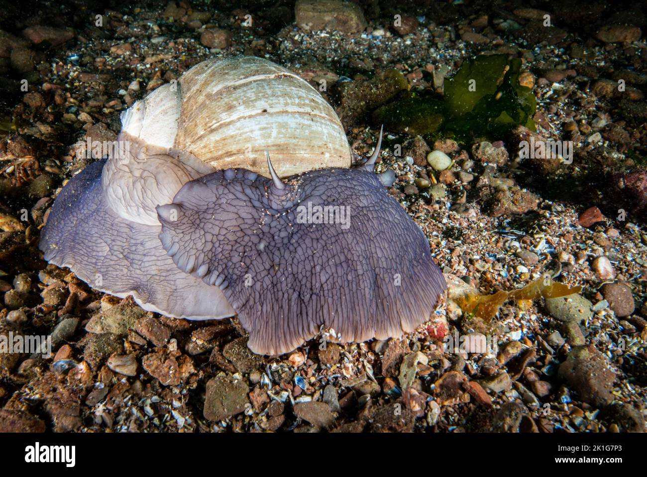 Northern Moon snail underwater in the St. Lawrence River in Canada Stock Photo