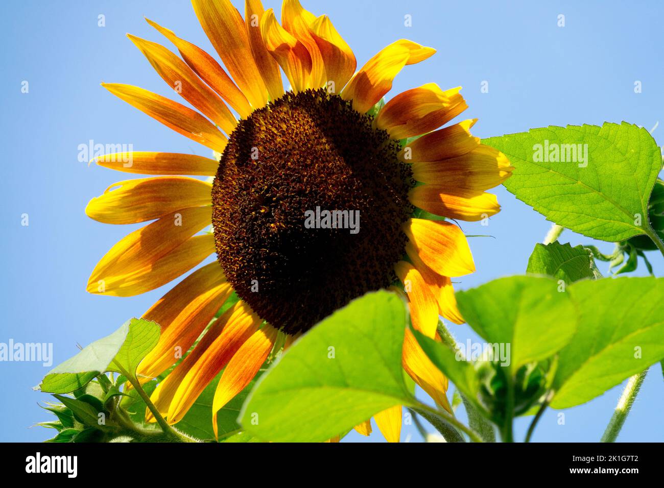 Helianthus 'Autumn Beauty' Flower Helianthus annuus, Garden Sunflower, Flower head Stock Photo