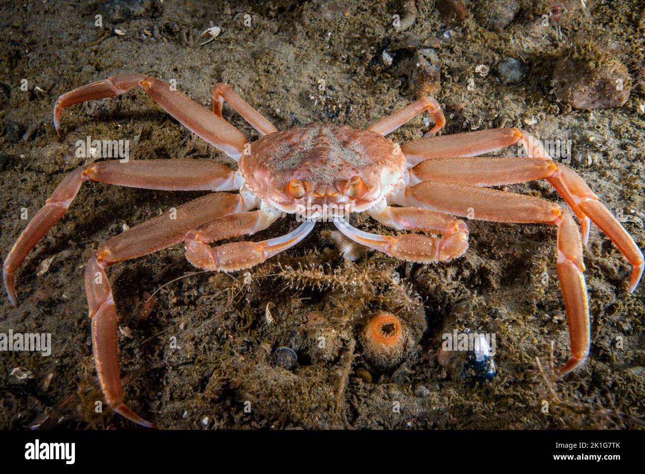 Snow Crab underwater in the St. Lawrence River in canada Stock Photo