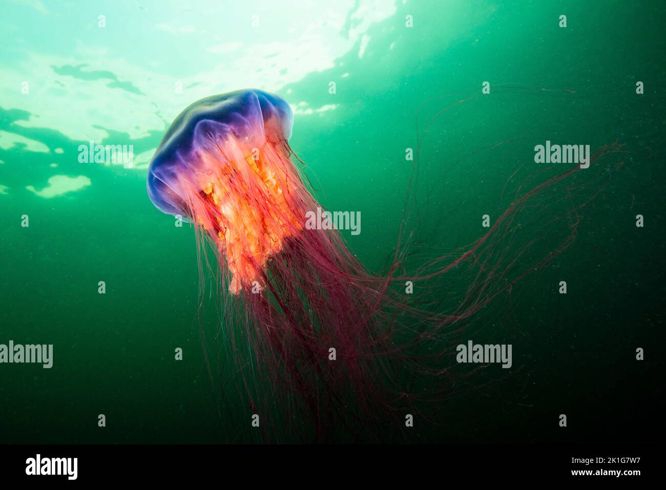 Lion's Mane jellyfish drifting underwater in the gulf of st.Lawrence Stock Photo