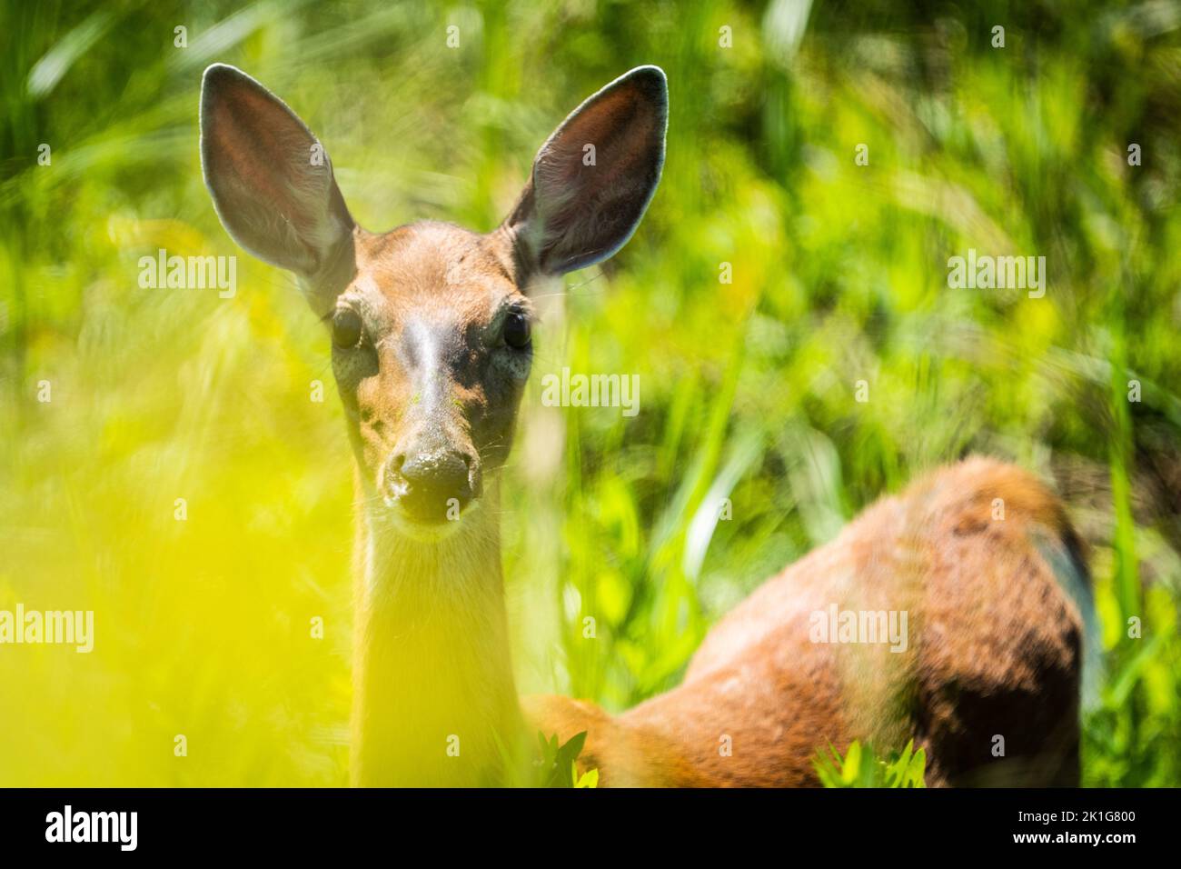 White-tailed Deer foraging for food in the high grass in Canada. Stock Photo
