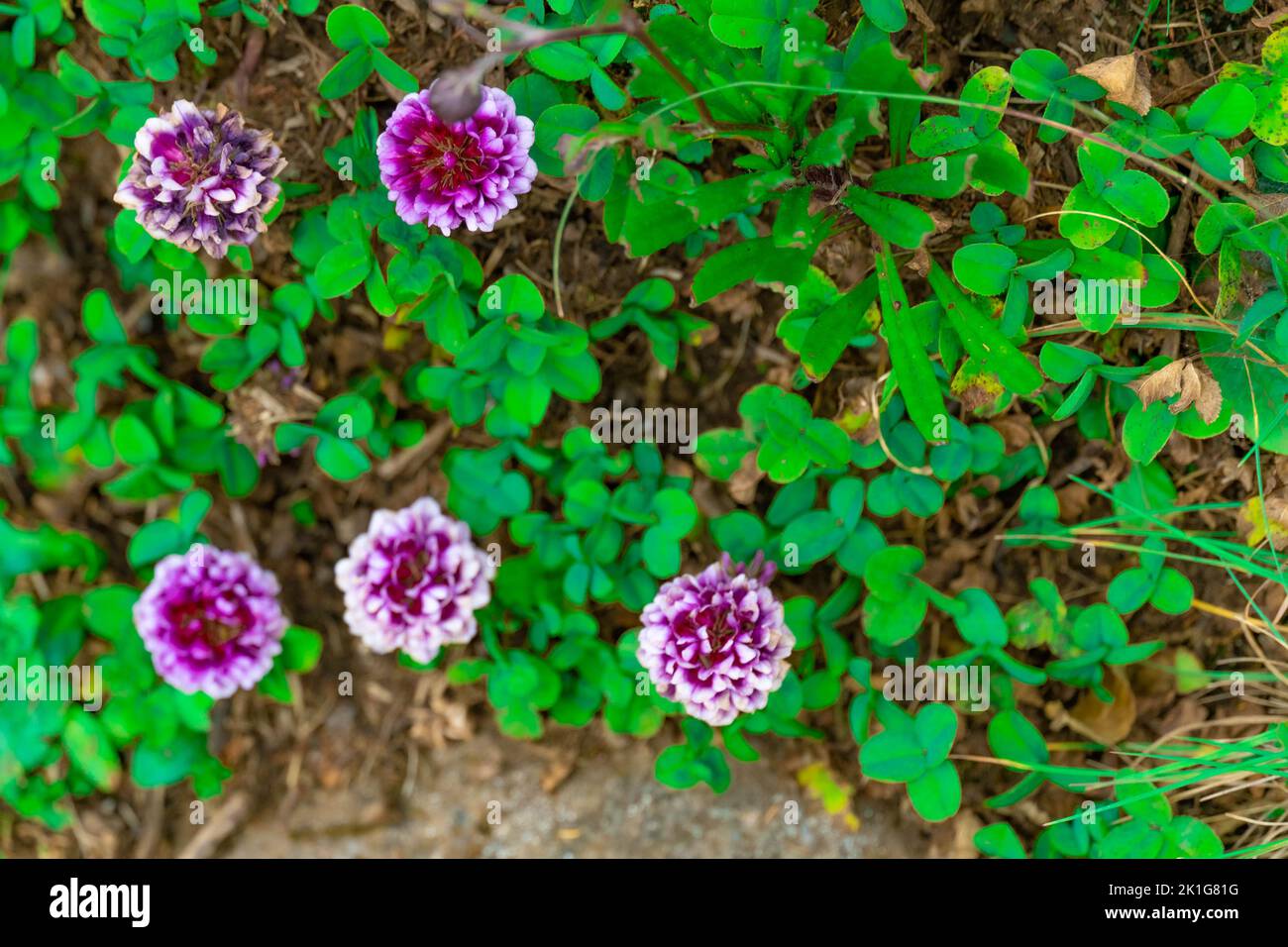 The purple flowers in the garden Stock Photo - Alamy