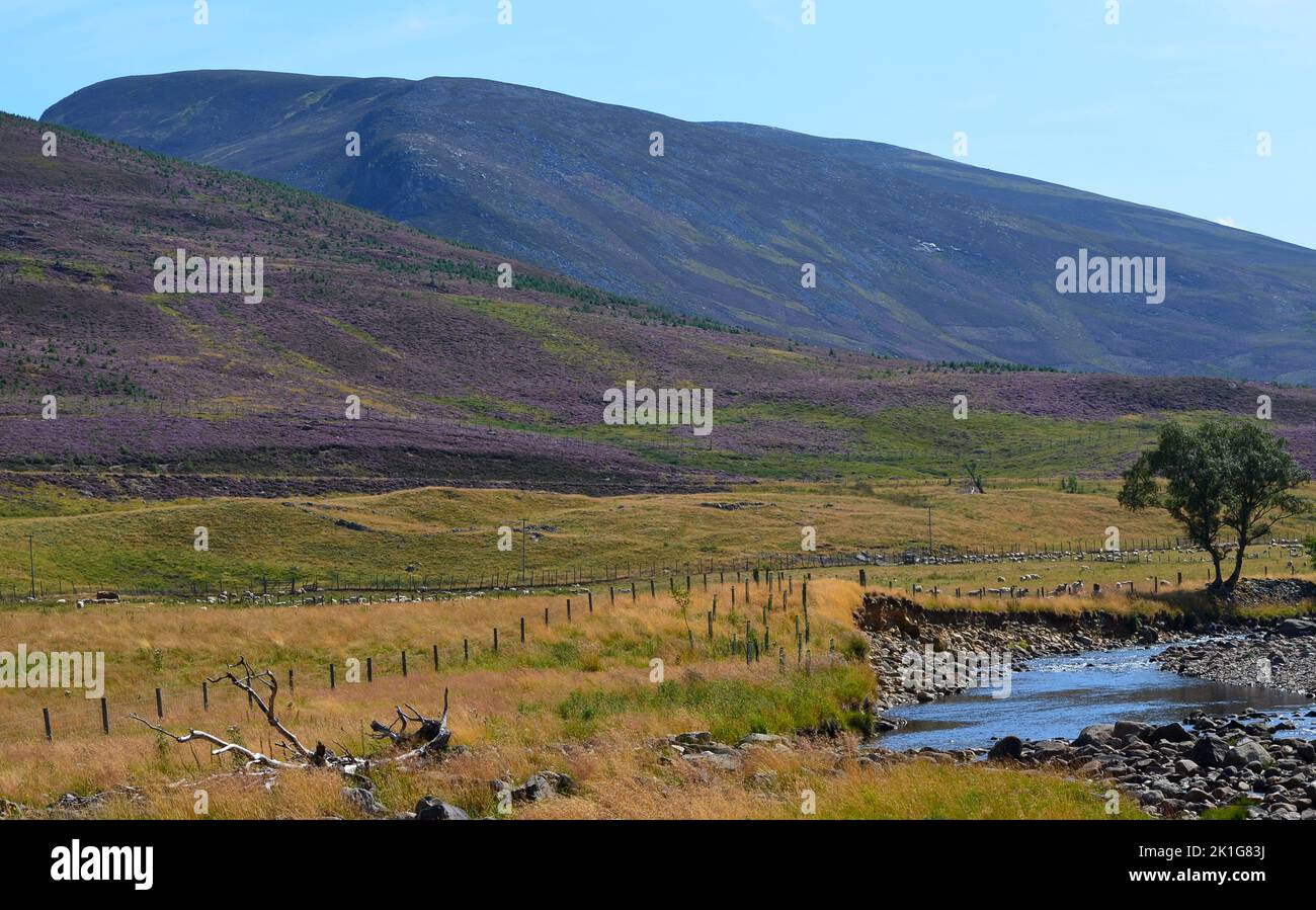 Glen Clunie near Braemar, The Cairngorms national park, Scotland Stock Photo