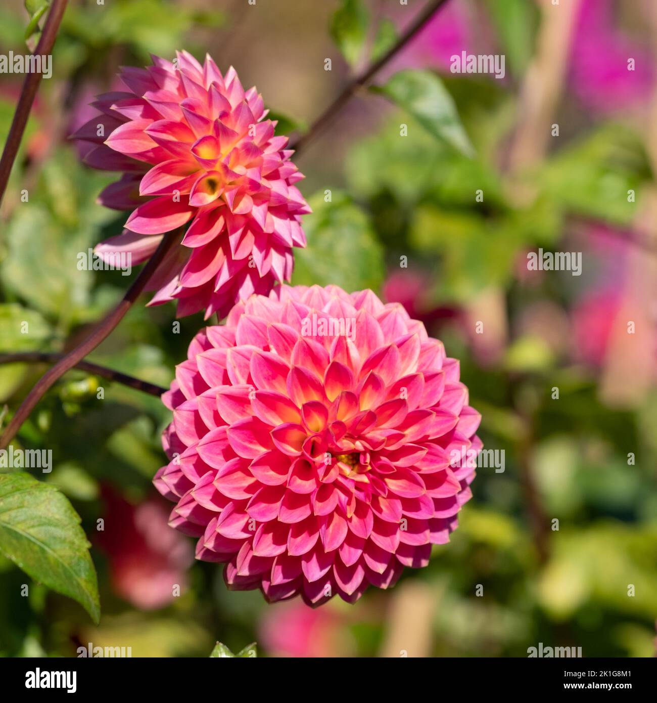 Stunning dark pink dahlia flowers by ame Polventon Kristobel, photographed with a macro lens on a sunny day in early autumn at RHS Wisley garden, UK. Stock Photo