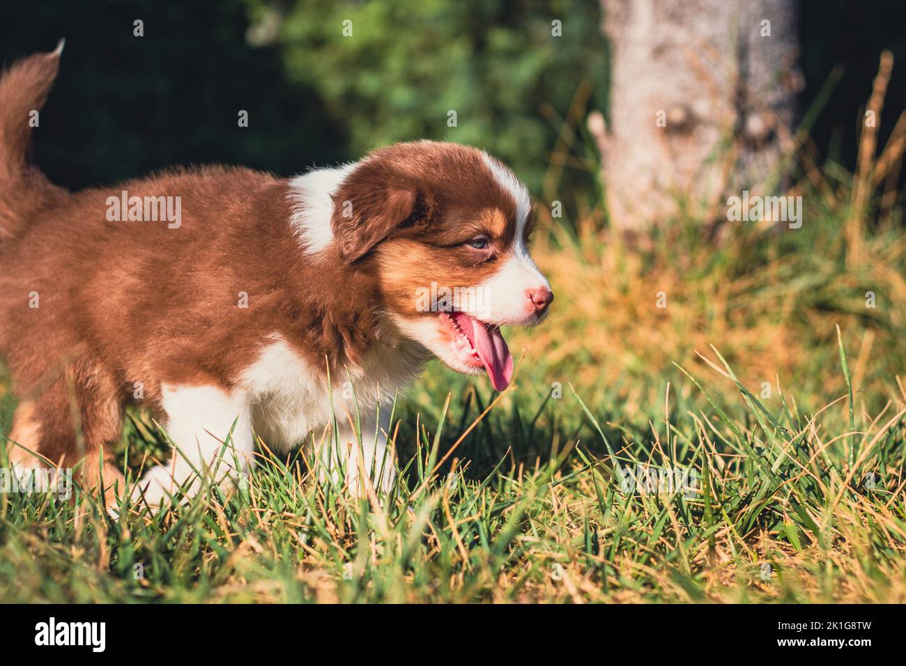 Our little Australian shepherds discover the world Stock Photo Alamy