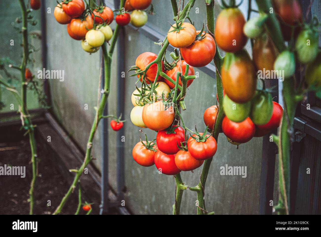 Tomato plants without leaves with ripening tomatoes in greenhouse Stock Photo