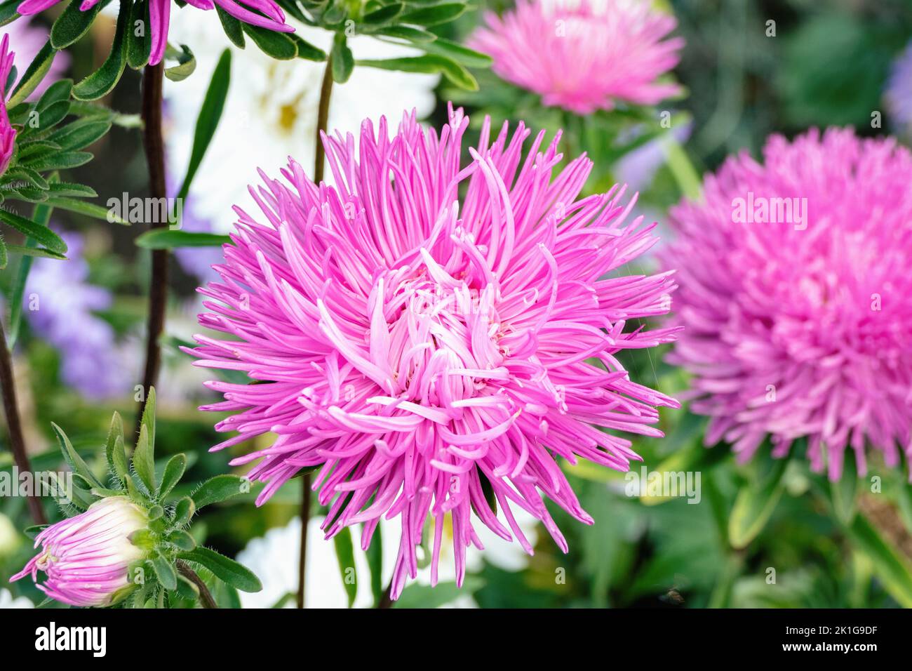 China Aster, Callistephus chinensis pink and white flowers in the garden Stock Photo