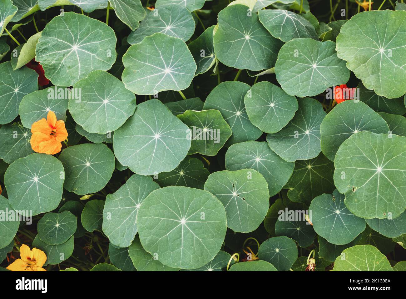 Nasturtium, plant leaves in the garden Monks Cress (Tropaeolum majus) edible plants growing Stock Photo