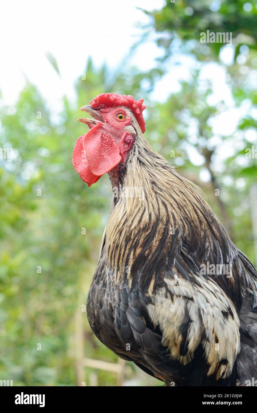 portrait of crowing bantam rooster, small variety of fowl, ornamental breed with black and white feathers,male chicken bird on green summer background Stock Photo