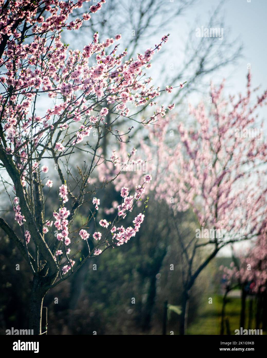 Vertical selective closeup shot hi-res stock photography and images - Alamy