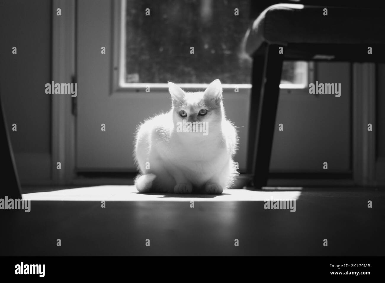 A grayscale shot of a white cat sitting in the sunlight passing through a glass window inside a house Stock Photo