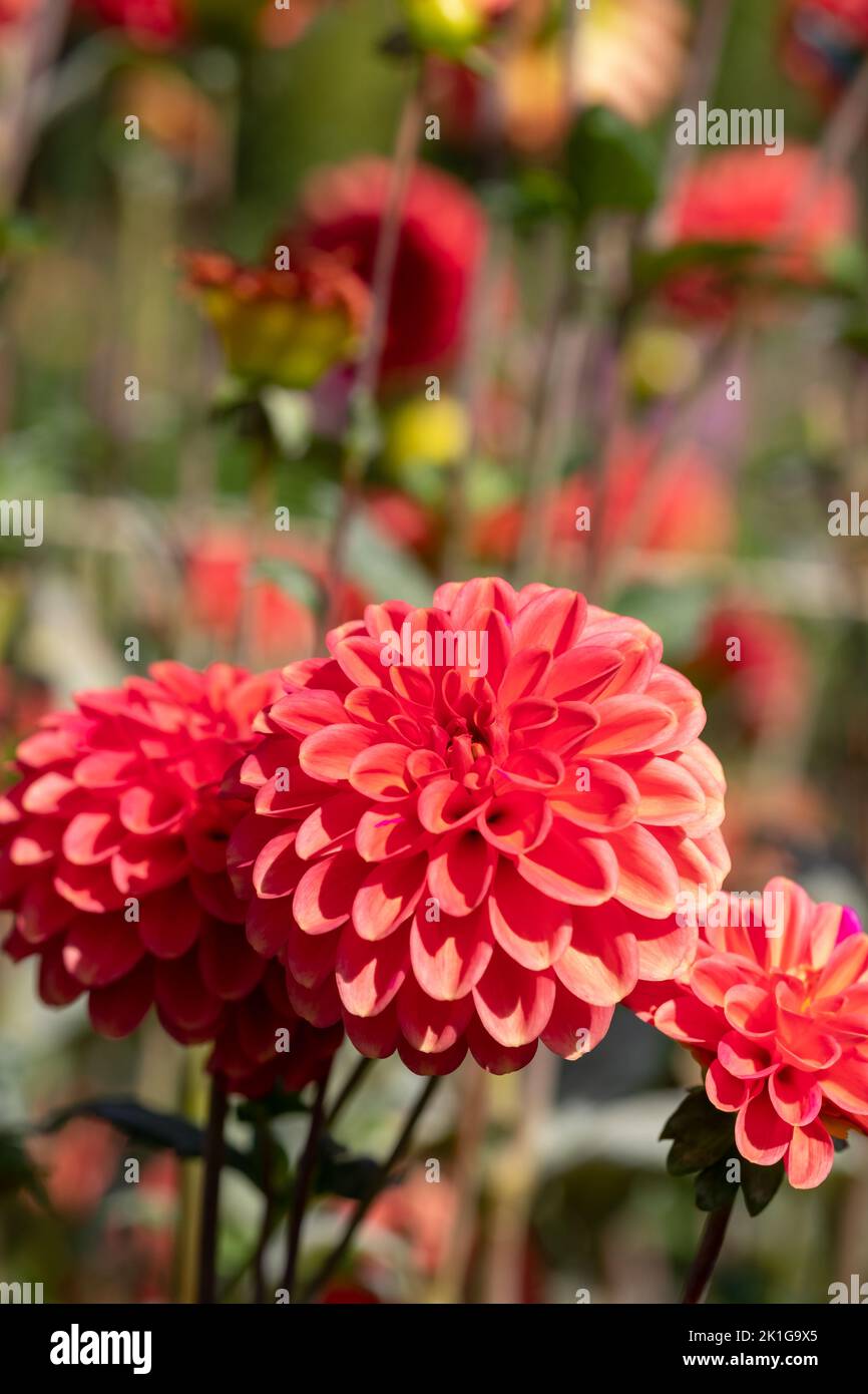 Stunning dark pink dahlia flowers by the name Zundert Mystery Fox, photographed with a macro lens on a sunny day in early autumn at RHS Wisley, Surrey Stock Photo