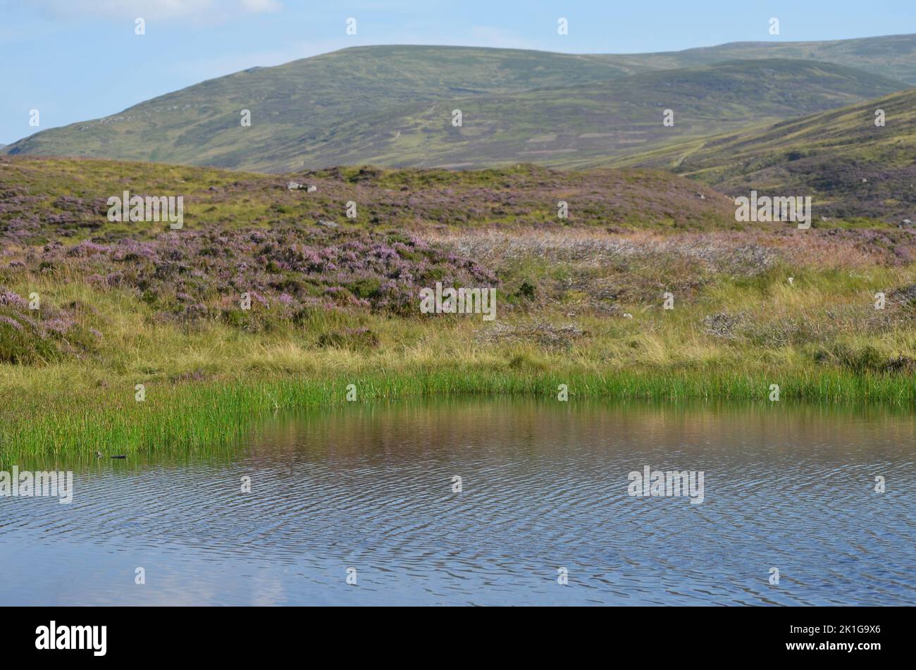 A small pond in Glen Callater, The Cairngorms national park, Scotland Stock Photo