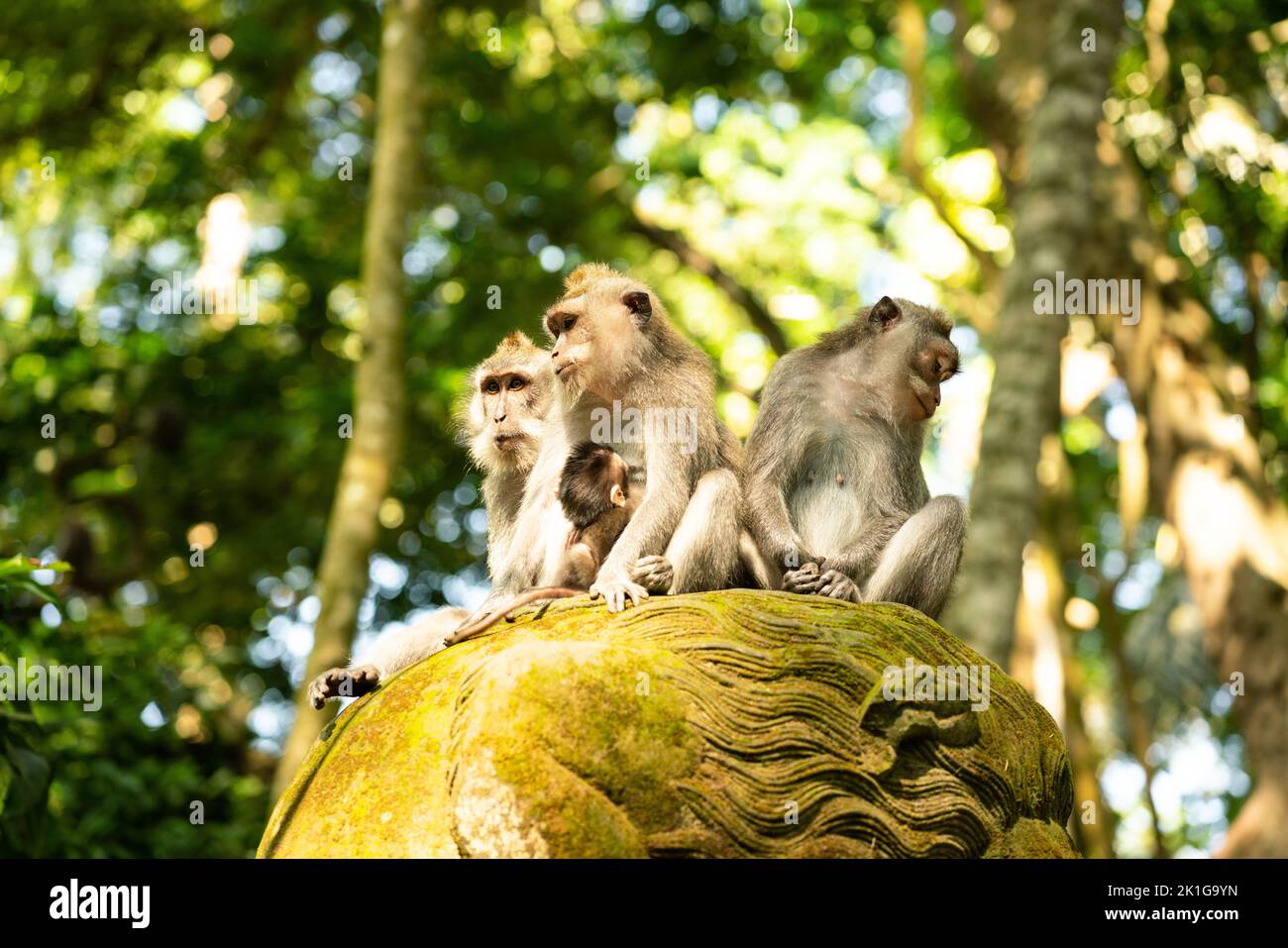 Bali, Indonesia. Famous Monkey Forest, macaque family in Ubud Stock Photo