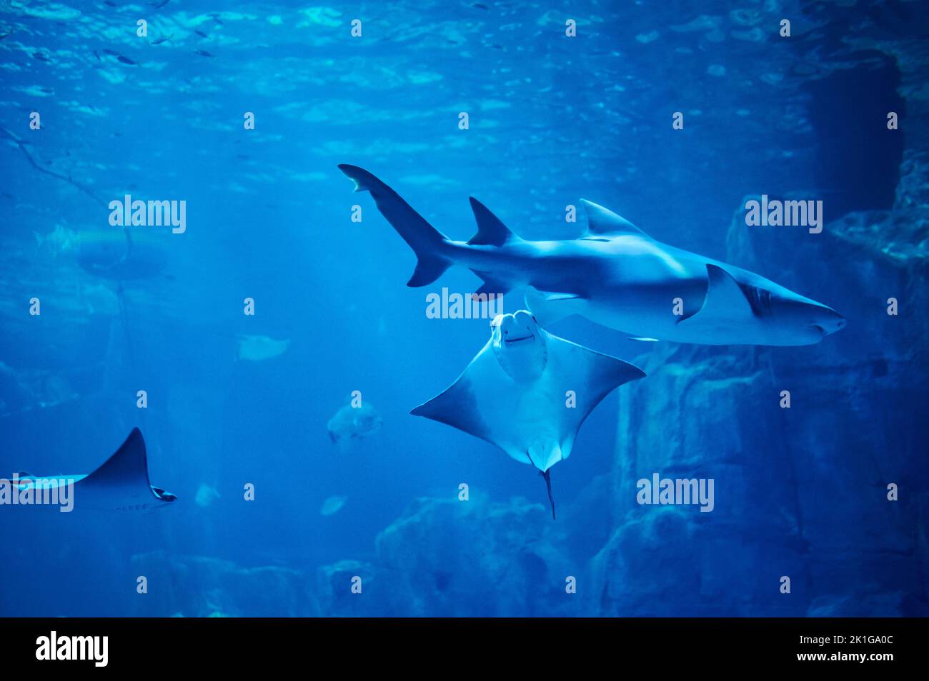 Shark and stingray swim in blue deep sea water next to coral reef Stock Photo