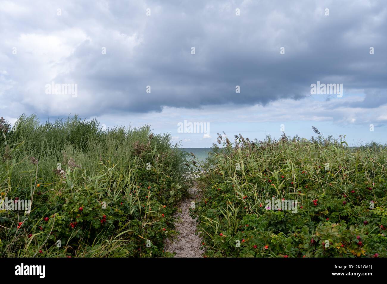 A Trail Through Wild Grass To A Popular White Sand Beach In Skanor A Trail Through Wild Grass To A Popular White Sand Beach In Skanor