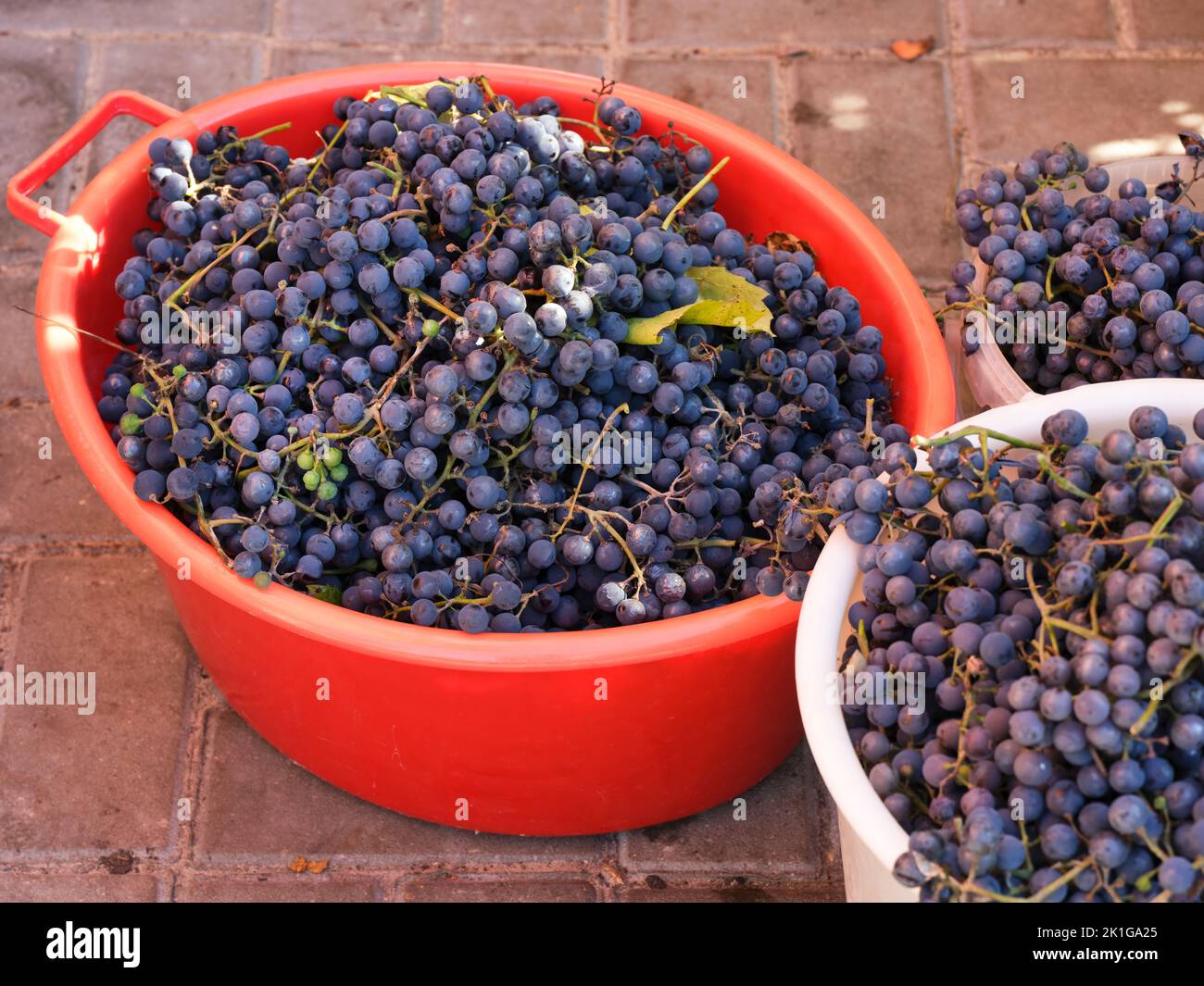 Some buckets full of fresh harvested blue grapes outdoors. Stock Photo