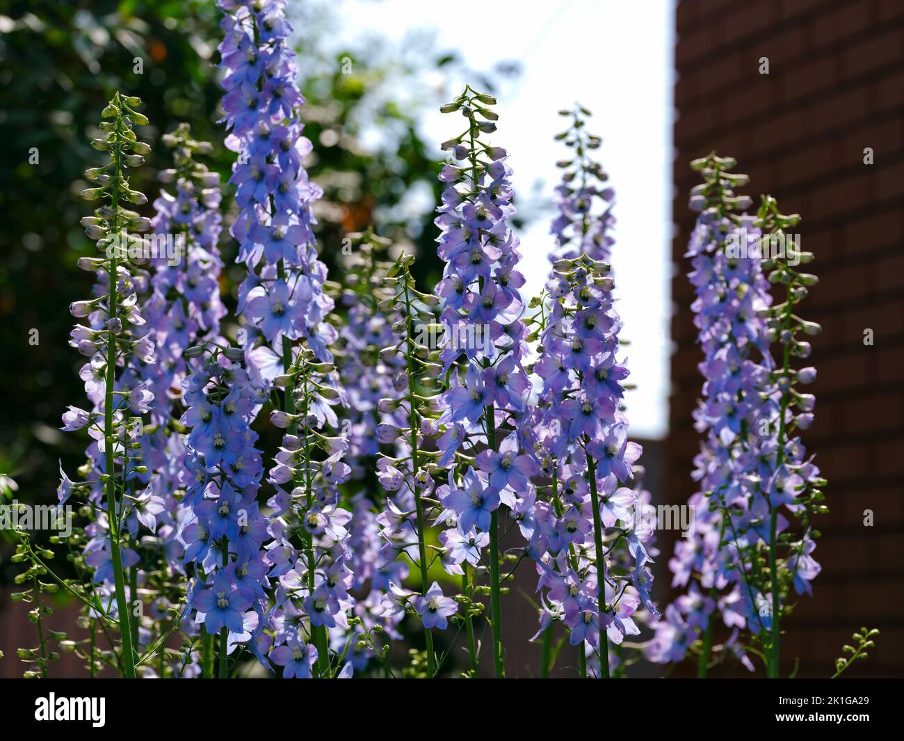 Some blue Delphinium flowering in the garden. Stock Photo