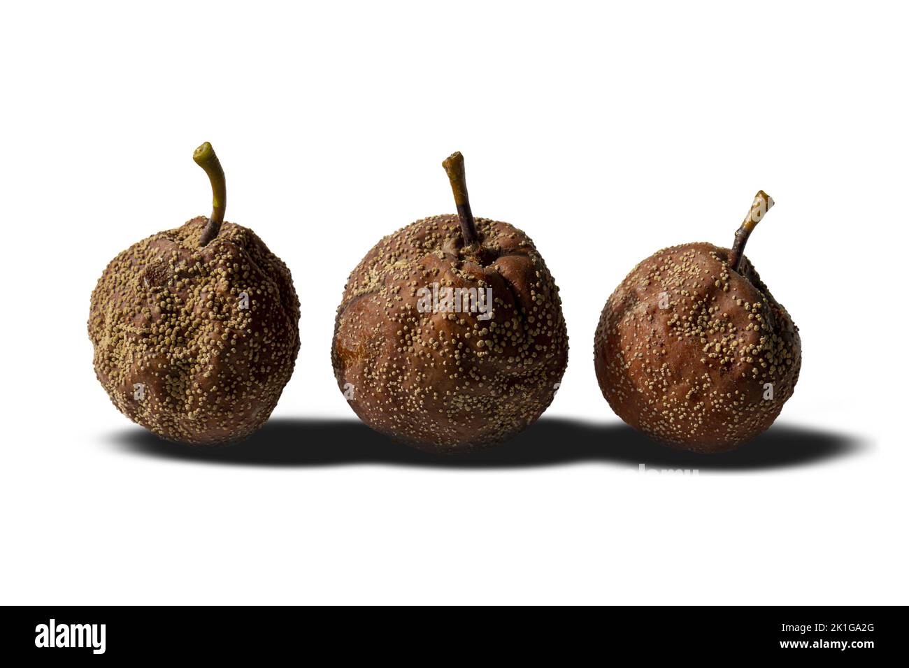 Three rotten pears on a white isolated background. Stock Photo
