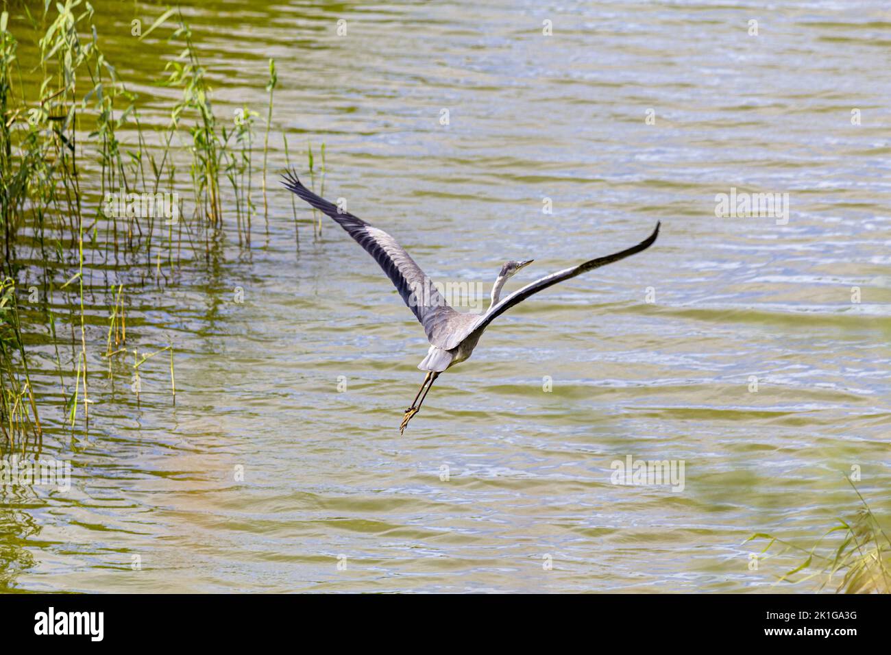 A gray heron takes off from the lake between the sparse reeds. Stock Photo